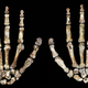 Image for article titled Newly-Discovered, Ancient Humans Were Tree-Climbers Who Walked and Used Tools